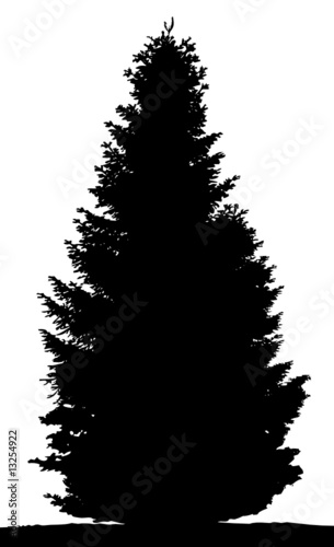 spruce silhouette