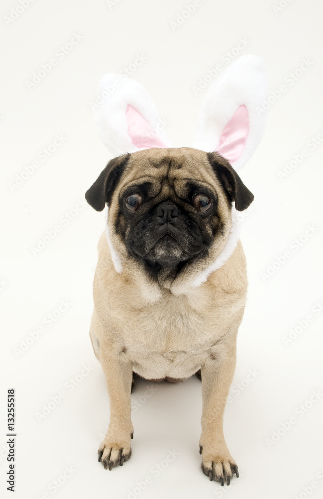 Easter Bunny Pug