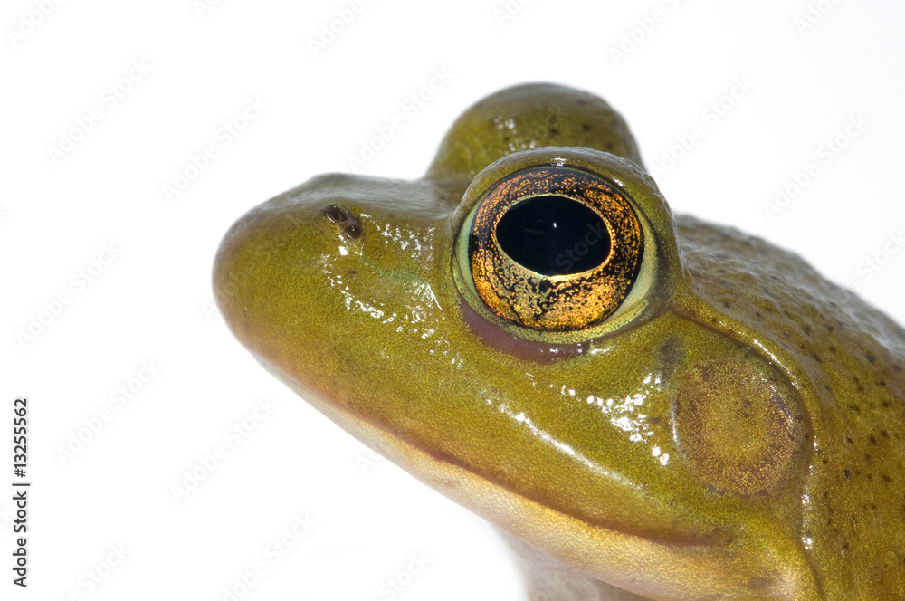 Obraz premium Head of the Bullfrog