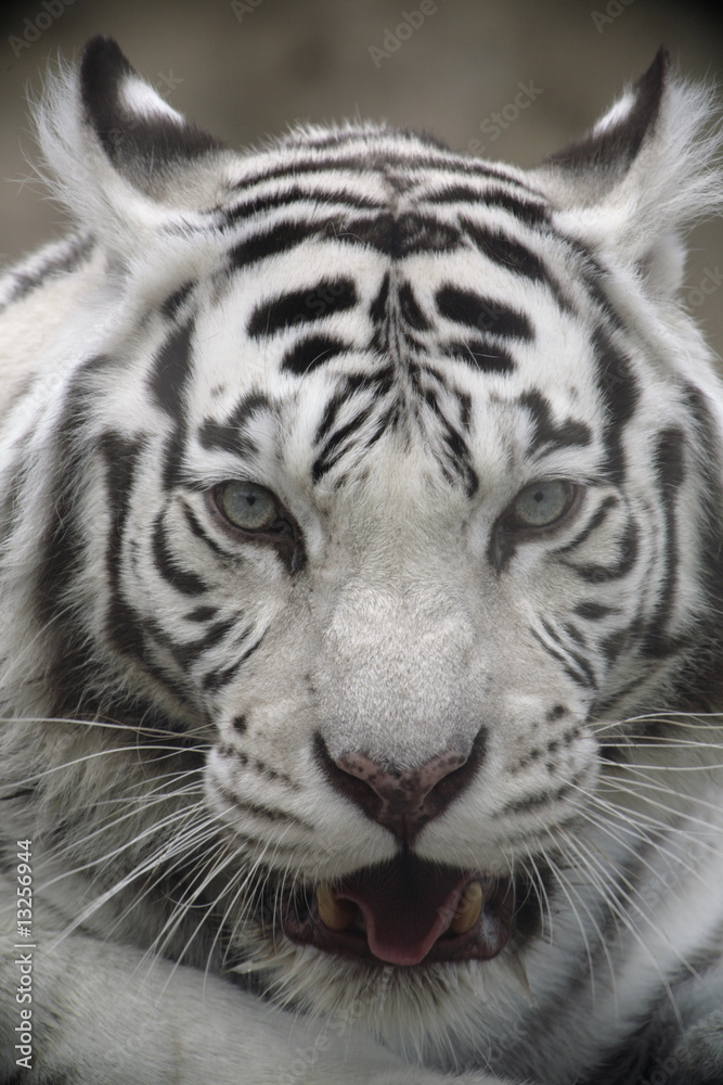Fototapeta premium White Tiger Portrait Close Up
