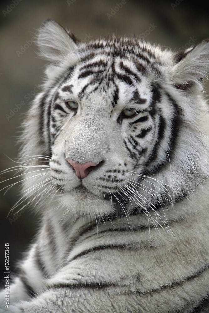 Fototapeta premium White Tiger Portrait Close Up