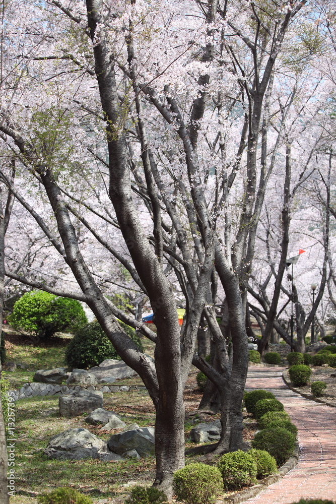 30000 Kirschbäume in Jinhae, Südkorea