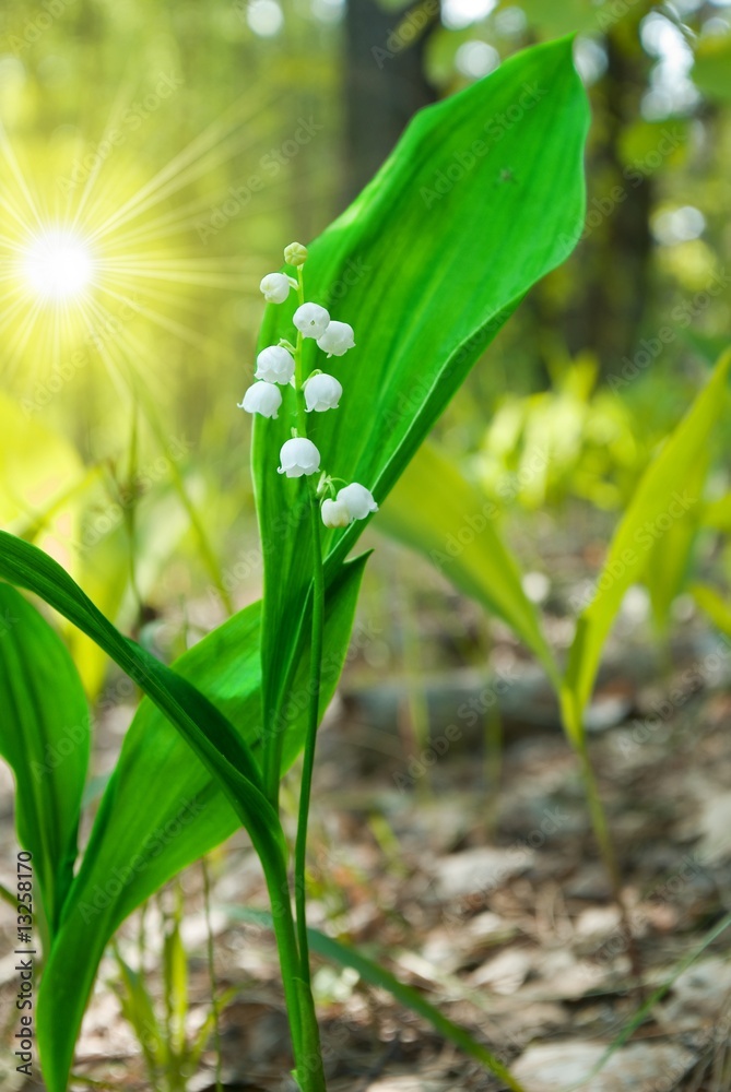 Fototapeta premium lily of the valley in the rays of sun