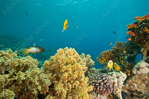 Fototapeta Naklejka Na Ścianę i Meble -  coral and fish around Sha'ab Mahmud