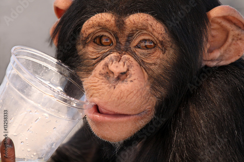 Fotografija Thirsty Chimp
