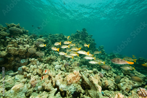 coral and fish around Sha ab Mahmud