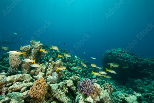 coral and fish around Sha'ab Mahmud © stephan kerkhofs
