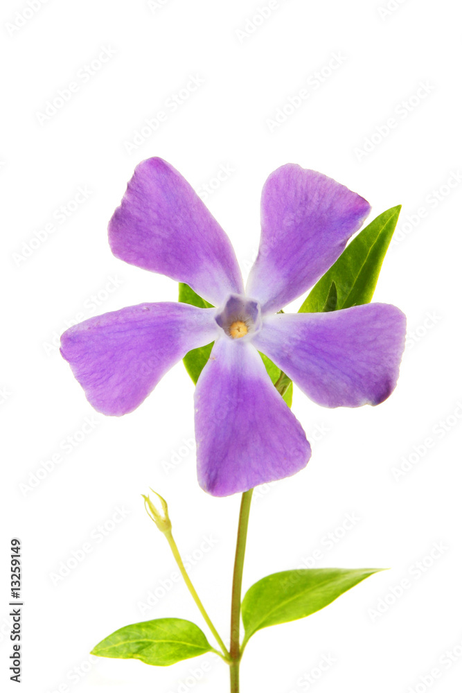 Periwinkle