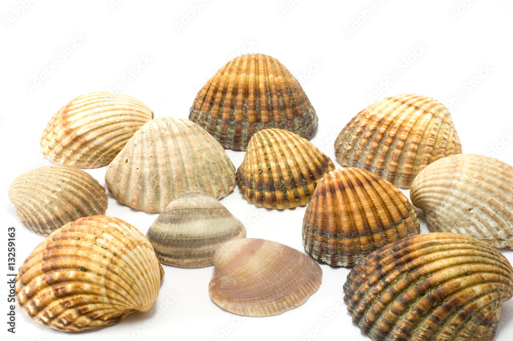 Seashells Seashells