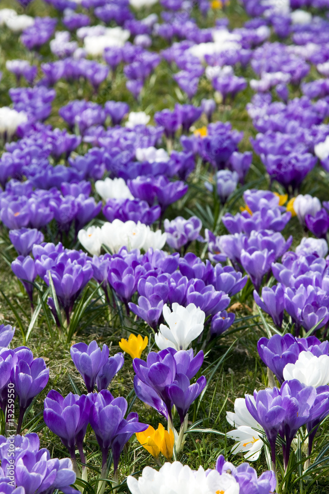 Naklejka premium purple crocus flowers in spring garden