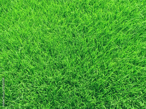 Wallpaper Mural Grass field. Torontodigital.ca