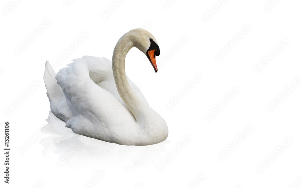 Fototapeta premium Cygne détouré