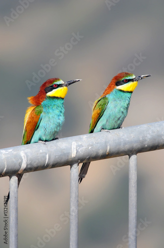 Bee-eater (Merops apiaster), the marriage season, Israel © PROMA