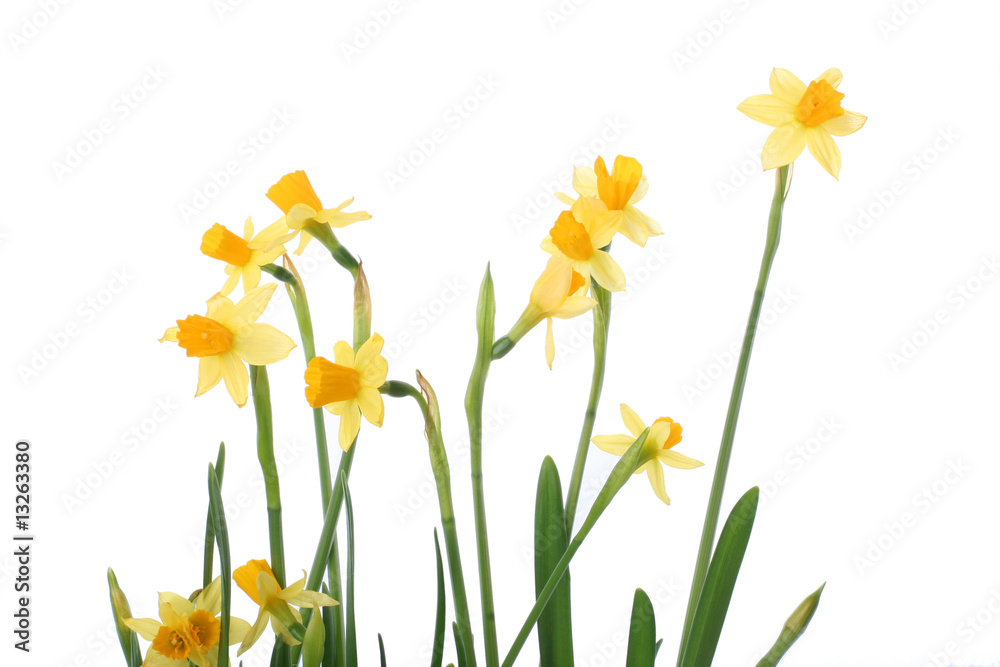 Fototapeta premium bright yellow narcissus