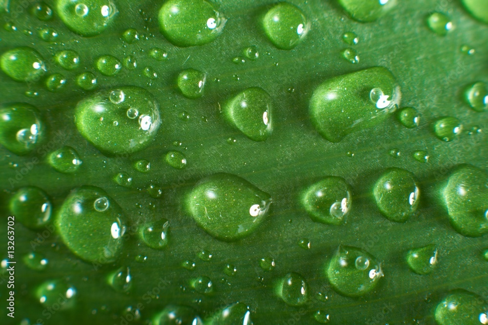 leaf and drop leaf and drop