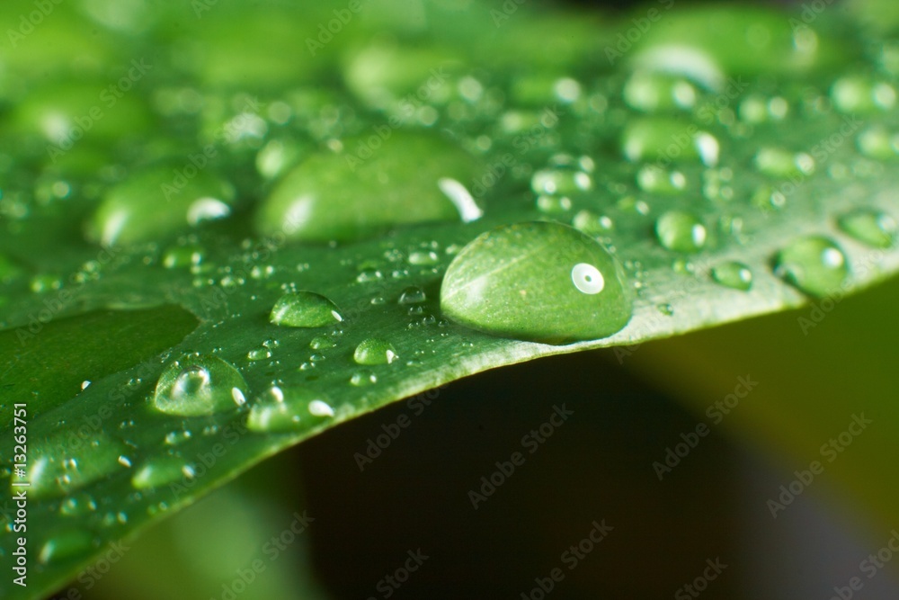 leaf and drop leaf and drop
