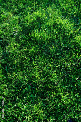 abstract grass background