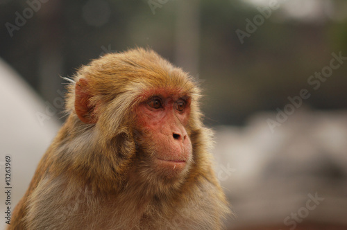 singe temple