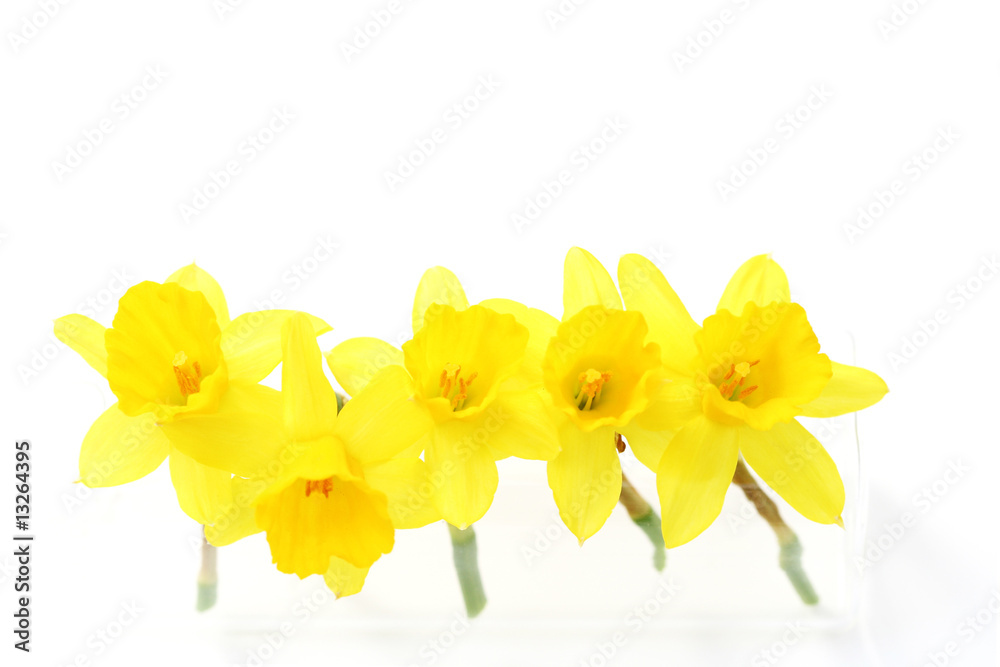 Obraz premium spring