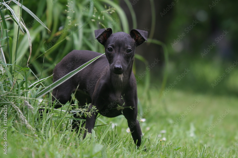 jeune petit lévrier italien sa cachant dans les hautes herbes jeune petit lévrier italien sa cachant dans les hautes herbes