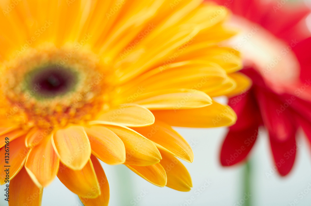 Closeup photo of yellow daisy-gerbera Closeup photo of yellow daisy-gerbera