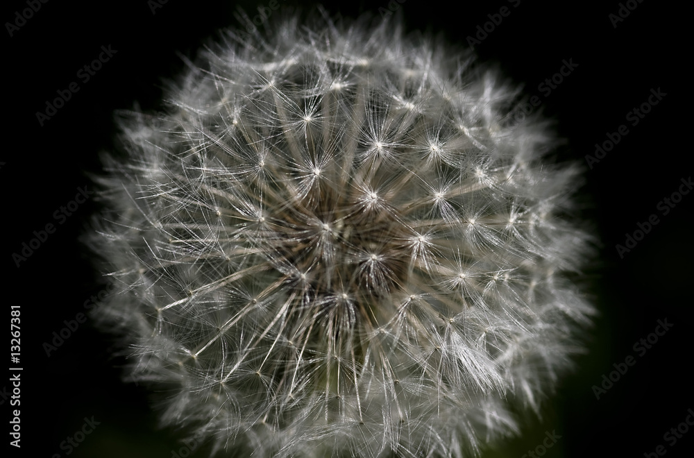 Fototapeta premium Pusteblume