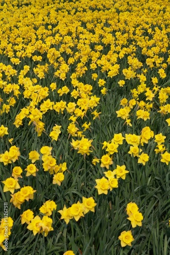 Feld mit Osterglocken