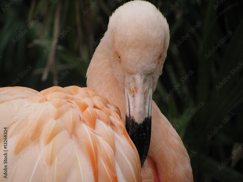 Fototapeta premium flamingo różowy