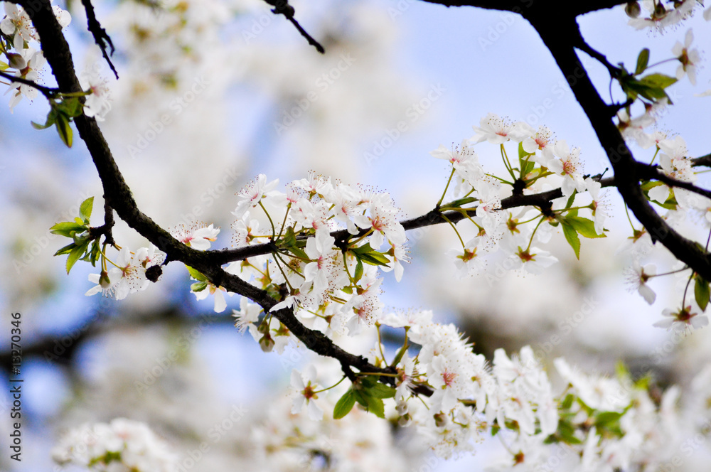 Fototapeta premium Sakura. März