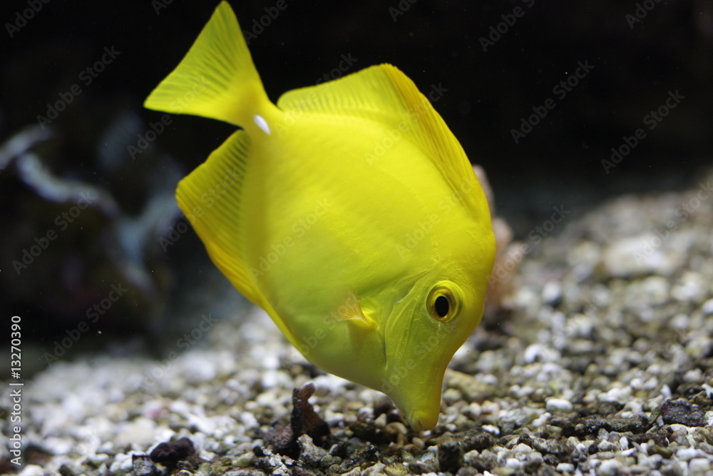 an exotic fish swimming an exotic fish swimming