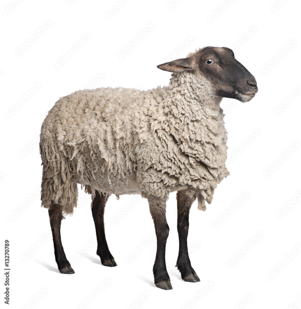 Naklejka premium Suffolk sheep - (6 years old)