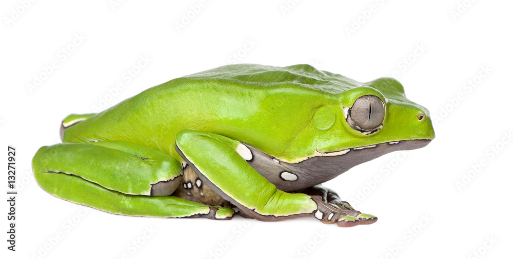 Fototapeta premium Giant leaf frog - Phyllomedusa bicolor