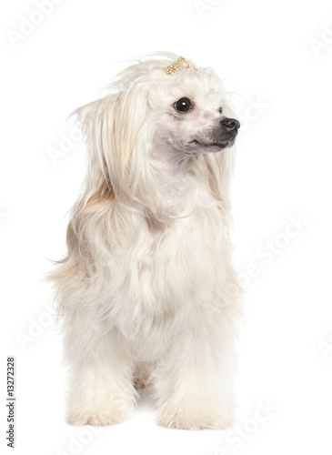 Tableau sur toile Chinese Crested Dog - Powderpuff ( 4 years old)