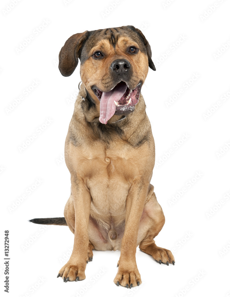 Mixed-Breed Dog between a rottweiler and a amstaff (2 years old)
