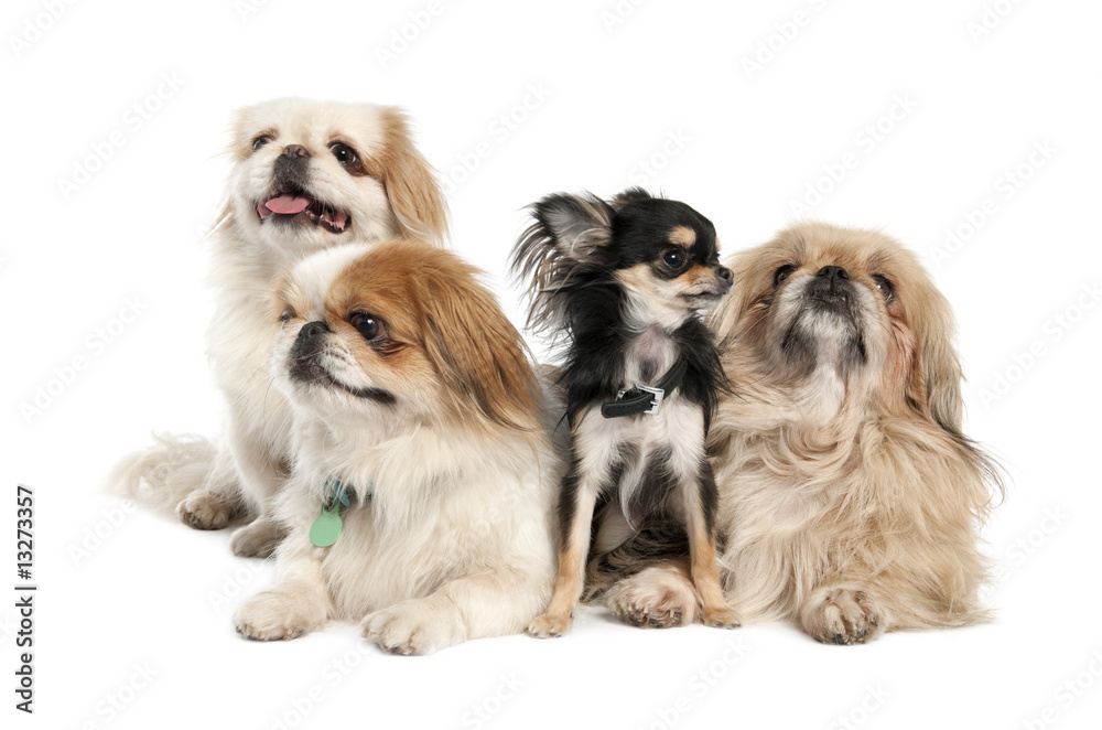 groupe of 3 Pekingeses and a chihuahua groupe of 3 Pekingeses and a chihuahua
