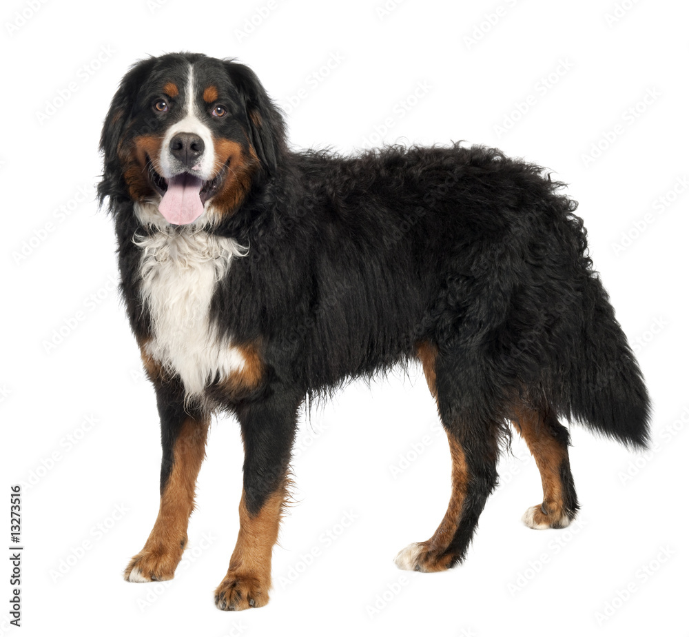 Bernese mountain dog (10 months old)