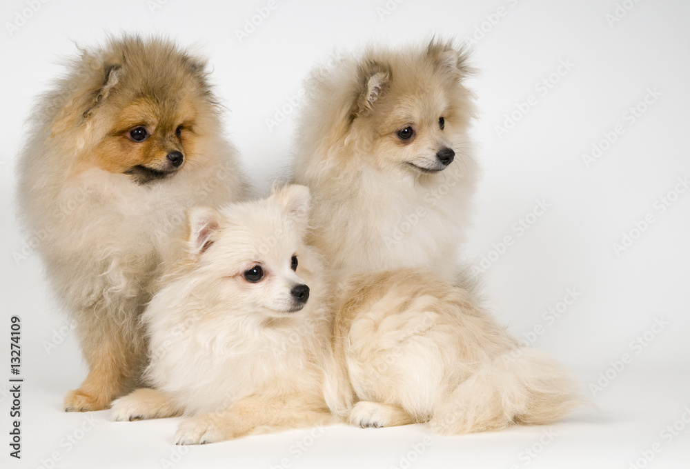 Three puppies of the spitz-dog in studio