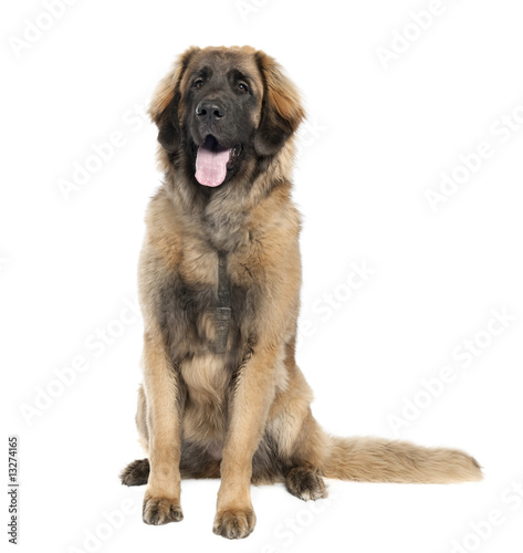 Leonberger (7 months old) © Eric Isselée