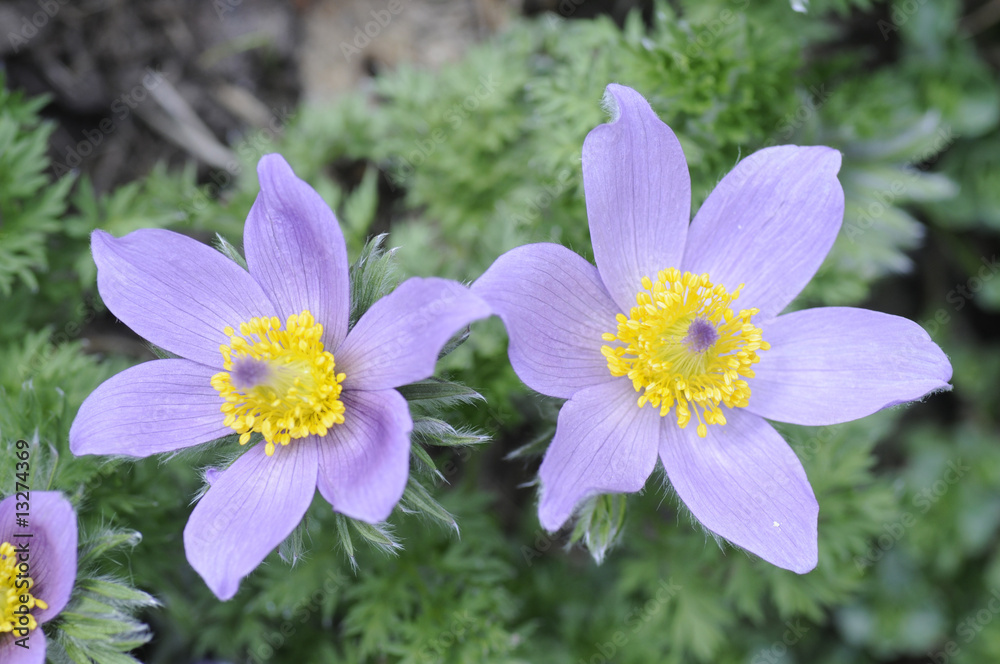 Fototapeta premium Küchenschelle