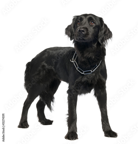 Fototapeta Naklejka Na Ścianę i Meble -  Mixed-Breed Dog between Newfoundland and unknown
