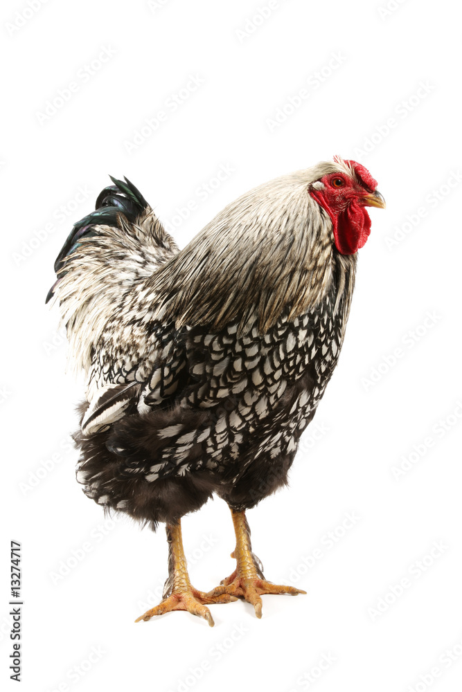 Fototapeta premium Wyandotte Rooster