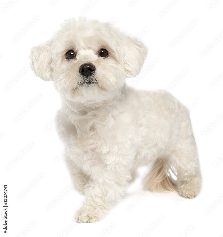 maltese dog (1 year)