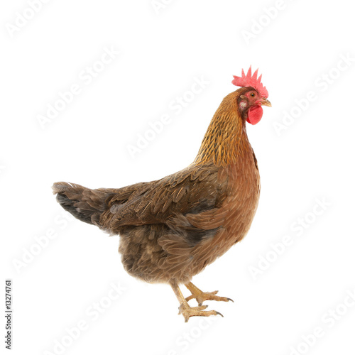 Hen