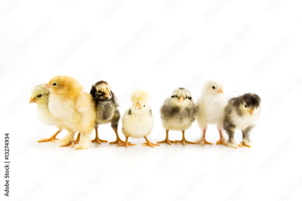 Naklejka premium A group of chicks