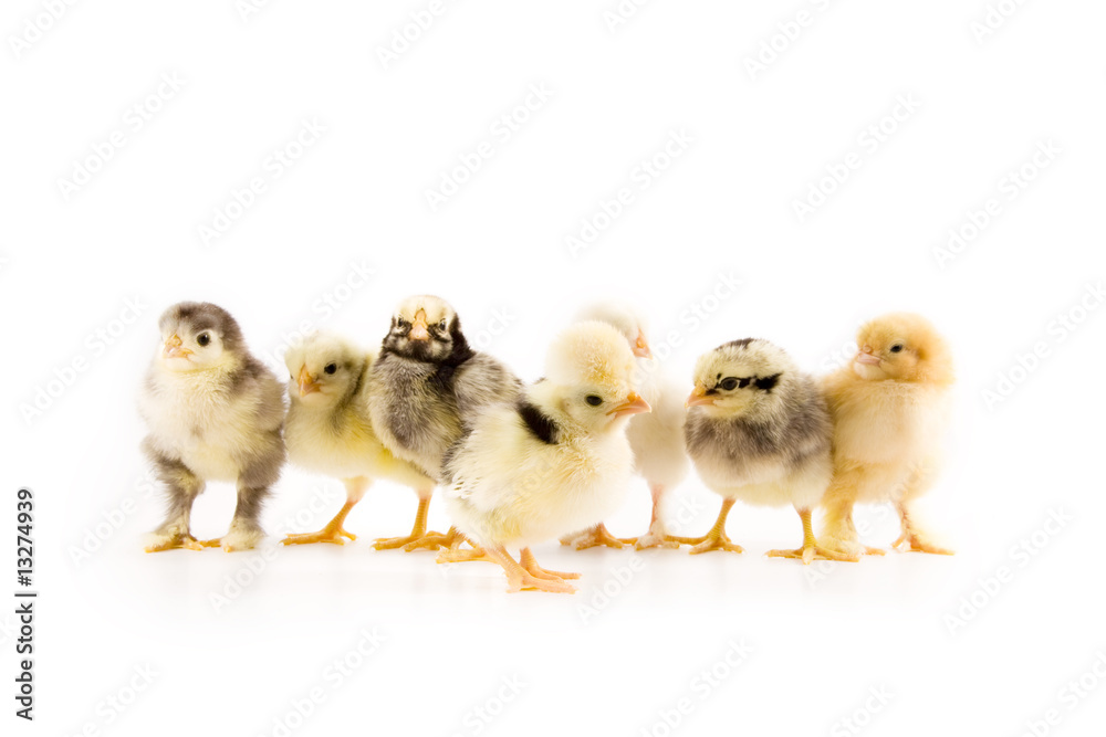 A group of chicks