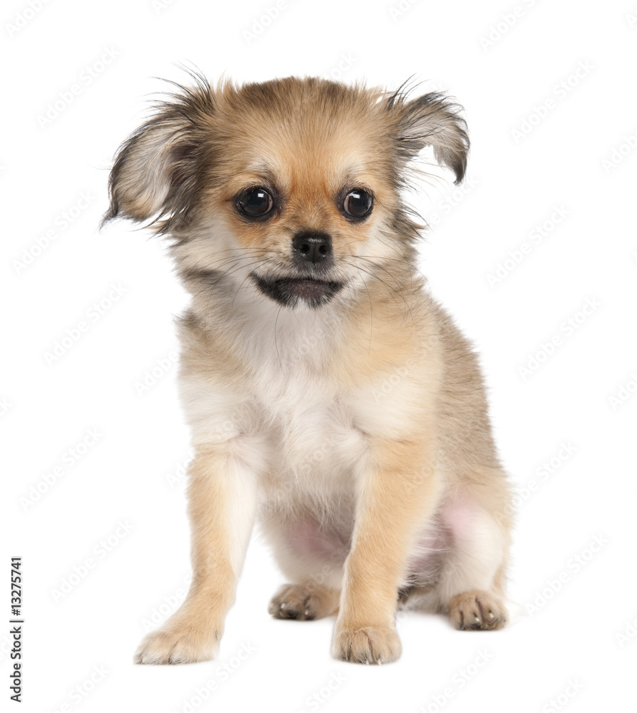 Obraz premium chihuahua (4 months old)