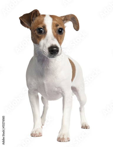 Jack russell (10 months old) © Eric Isselée