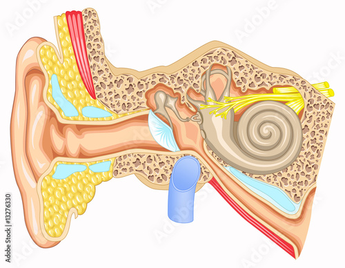Ear anatomy - Cross section view photo