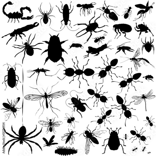 37 pieces of vectoral bug silhouettes.