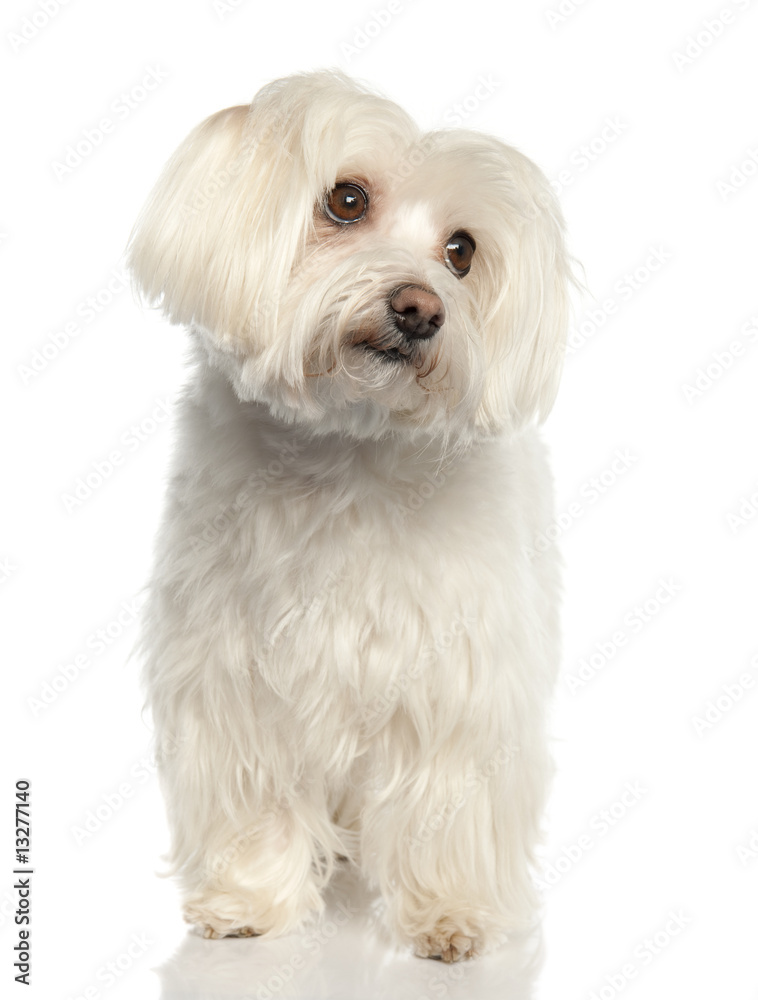 maltese dog
